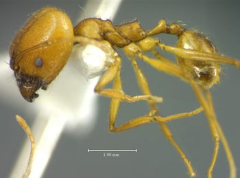 Media type: image;   Entomology 34251 Aspect: habitus lateral view